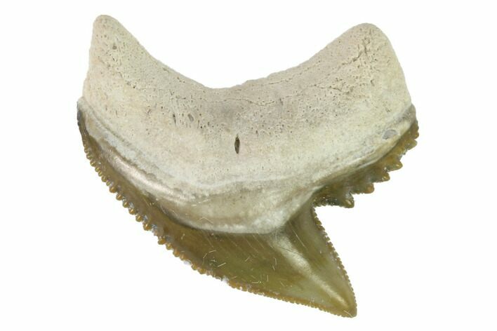 Fossil Tiger Shark Tooth - Bone Valley, Florida #145157